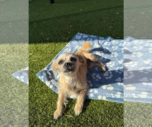 Medium Photo #7 Mutt Puppy For Sale in Woodbury, NY, USA