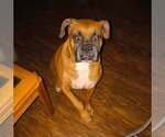 Small Boxer