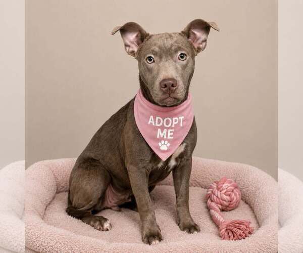 Medium Photo #9 Mutt Puppy For Sale in Mount Laurel, NJ, USA