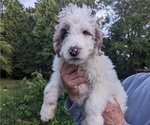 Puppy Cheerio Goldendoodle