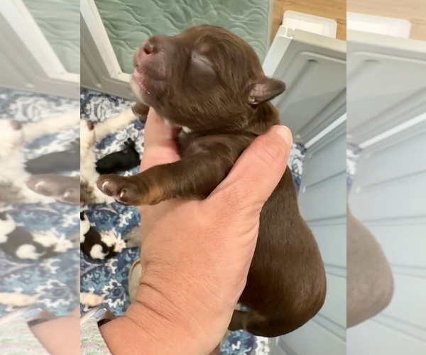 Medium Photo #12 Aussiedoodle Miniature  Puppy For Sale in ROCK HILL, SC, USA