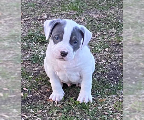 Medium Photo #2 Bulldog-Unknown Mix Puppy For Sale in Brooklyn Center, MN, USA