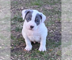Small #1 Bulldog Mix