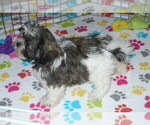 Small Photo #3 Mal-Shi Puppy For Sale in ORO VALLEY, AZ, USA