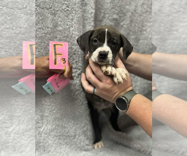 Medium Photo #1 Labrador Retriever-Unknown Mix Puppy For Sale in SHERBURNE, NY, USA