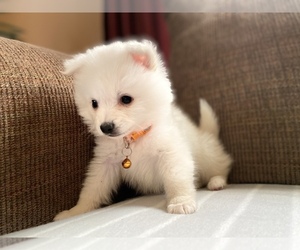 American Eskimo Dog Puppy for sale in CONGRESS LAKE, OH, USA