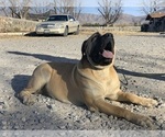 Small Photo #48 Boerboel Puppy For Sale in LAS CRUCES, NM, USA