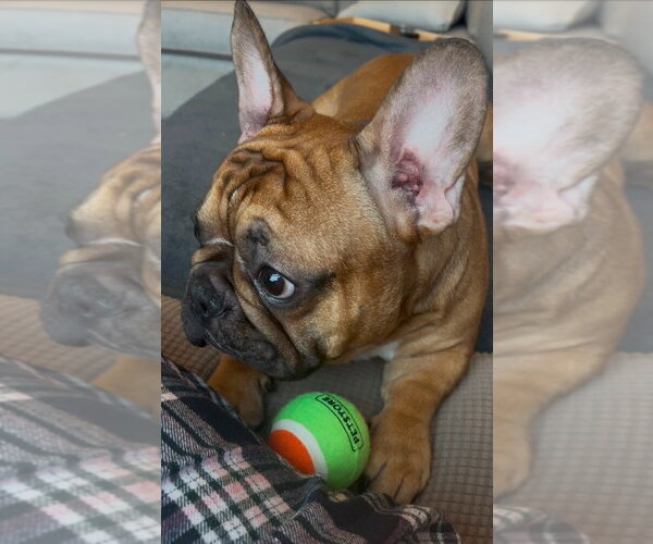 Medium Photo #5 French Bulldog Puppy For Sale in Brights Grove, Ontario, Canada