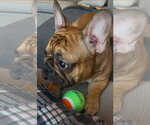 Small #4 French Bulldog