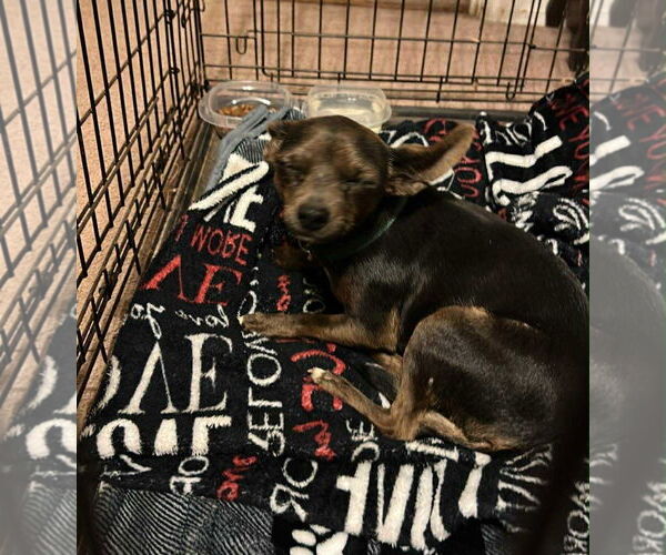 Medium Photo #5 Chihuahua-Unknown Mix Puppy For Sale in Grafton, WI, USA