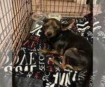 Small #4 Chihuahua Mix