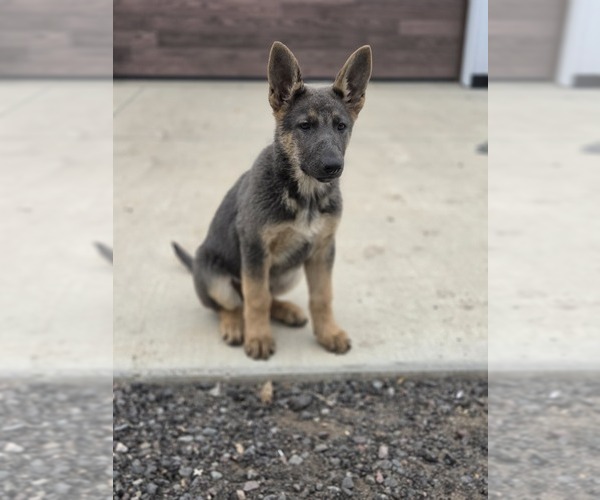 Medium Photo #2 German Shepherd Dog Puppy For Sale in BARRON, WI, USA