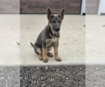 Small #1 German Shepherd Dog