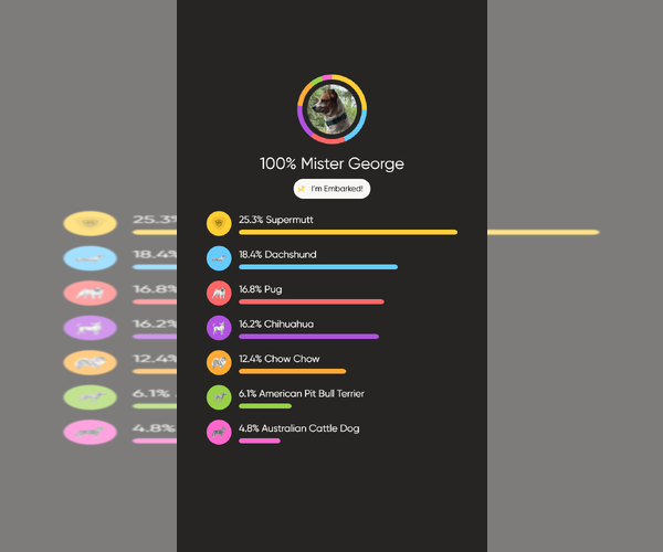 Medium Photo #20 Jack-A-Bee Puppy For Sale in Boonton, NJ, USA