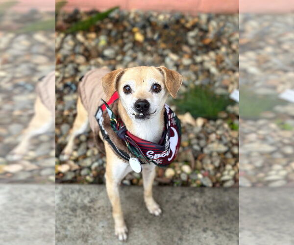 Medium Photo #6 Chihuahua Puppy For Sale in Pittsburg, CA, USA