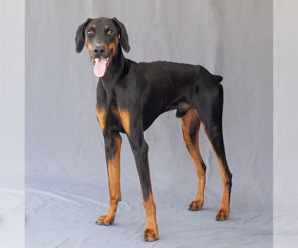 Medium Photo #2 Doberman Pinscher Puppy For Sale in Pasadena, CA, USA