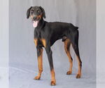 Small #1 Doberman Pinscher