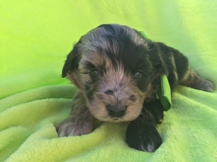 Aussie-Poo Puppy for sale in EAST EARL, PA, USA