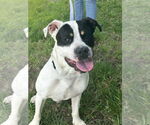 Small #2 American Pit Bull Terrier Mix