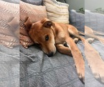 Small #1 American Pit Bull Terrier Mix
