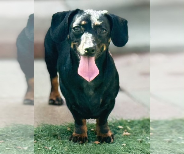 Medium Photo #1 Chiweenie Puppy For Sale in La Verne, CA, USA