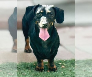 Chiweenie Dogs for adoption in La Verne, CA, USA