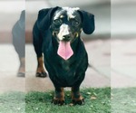 Small Chiweenie