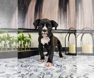Boxer Puppy for sale in FRANKLIN, IN, USA