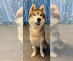 Small Photo #10 Siberian Husky Puppy For Sale in Severn, MD, USA
