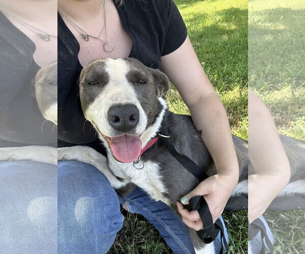 Medium Photo #3 Border Collie-Unknown Mix Puppy For Sale in Chico, CA, USA