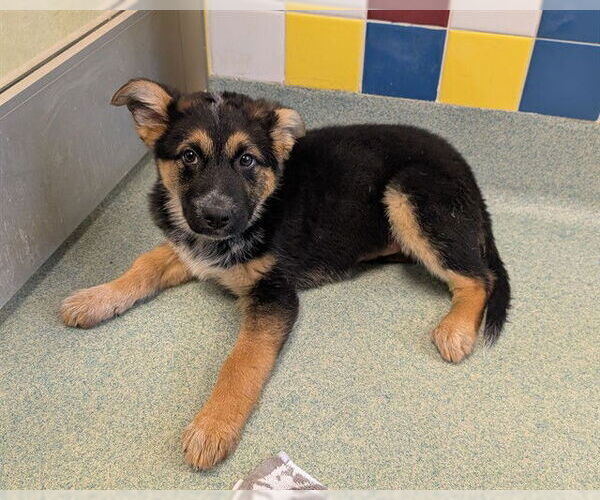 Medium Photo #1 German Shepherd Dog-Unknown Mix Puppy For Sale in Plano, TX, USA