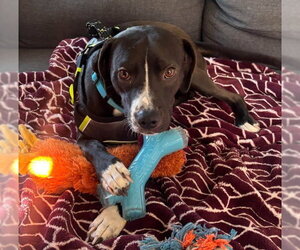 Chihuahua-Unknown Mix Dogs for adoption in San Diego, CA, USA