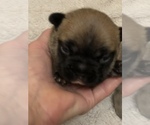 Small Photo #4 French Bulldog Puppy For Sale in DETROIT LAKES, MN, USA
