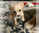 Small #1 Chihuahua Mix