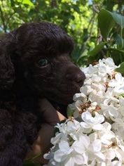 Poodle (Miniature) Puppy for sale in PINE CITY, MN, USA