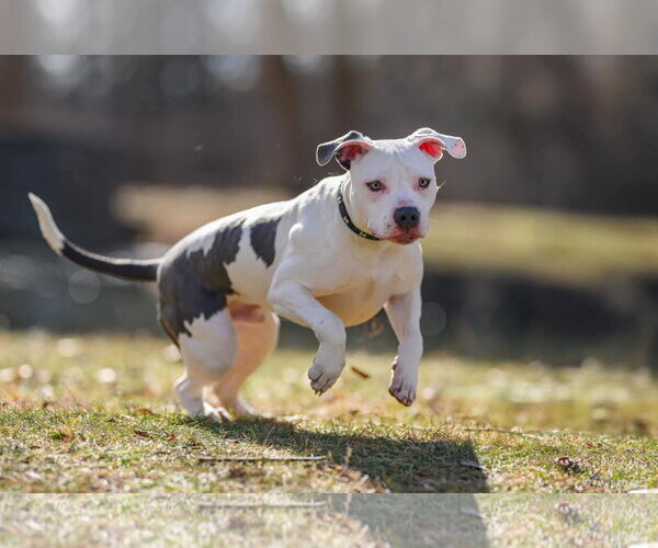 Medium Photo #21 American Pit Bull Terrier-Unknown Mix Puppy For Sale in Germantown, OH, USA