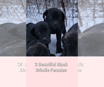 Small Photo #2 Cane Corso Puppy For Sale in HOGANSBURG, NY, USA