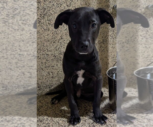 Medium Photo #2 Labrador Retriever-Unknown Mix Puppy For Sale in Canton, CT, USA