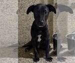 Small #1 Labrador Retriever Mix