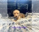 Puppy Purple Female Labradoodle