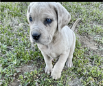 Puppy Silver 2 Daniff