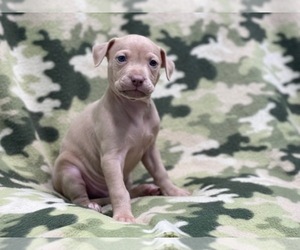 American Bully Puppy for sale in LAKELAND, FL, USA