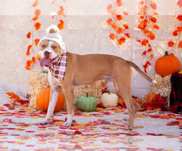 Medium Photo #1 American Staffordshire Terrier-Unknown Mix Puppy For Sale in phoenix, AZ, USA