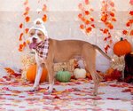 Small Photo #1 American Staffordshire Terrier-Unknown Mix Puppy For Sale in phoenix, AZ, USA