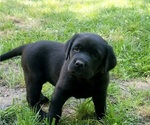 Small #13 Labrador Retriever