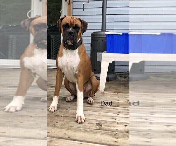 Full screen Photo #1 Boxer Puppy For Sale in Kingston, Ontario, Canada
