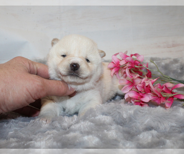 Full screen Photo #3 Shiba Inu Puppy For Sale in CANTON, SD, USA