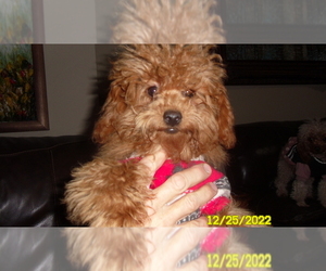 Poodle (Miniature) Puppy for sale in DULUTH, GA, USA