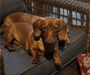 Mother of the Dachshund puppies born on 06/22/2025