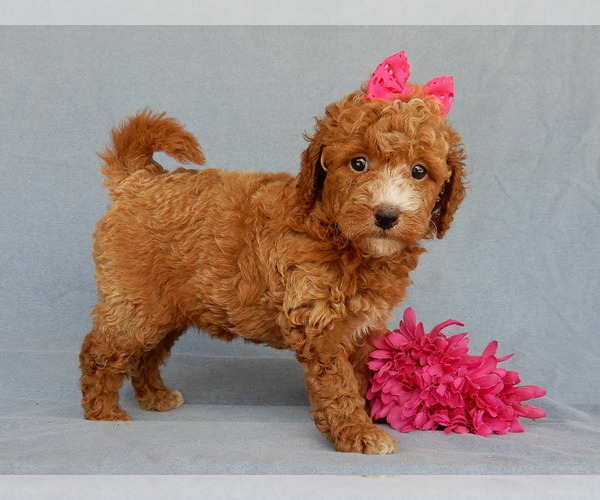 Medium Photo #2 Goldendoodle (Miniature) Puppy For Sale in MILLERSBURG, OH, USA